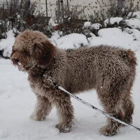 Foto 7 van een Perro de Agua Espagnõl