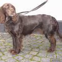 Foto 1 van een Duitse Wachtel (Kwartelhond)