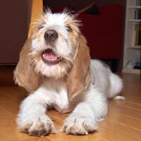 Foto 5 van een Grands Bassets Griffons Vendéens