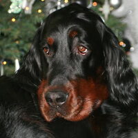 Foto 9 van een Gordon Setter