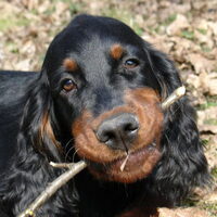 Foto 8 van een Gordon Setter