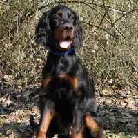 Foto 7 van een Gordon Setter