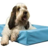 Foto 4 van een Grands Bassets Griffons Vendéens