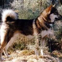 Foto 1 van een Laika, Oost Siberische