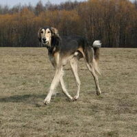 Foto 2 van een Saluki