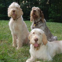 Foto 8 van een Spinone Italiano