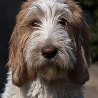 Foto 2 van een Grands Bassets Griffons Vendéens