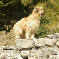 Foto 3 van een Pyrenese Herdershond