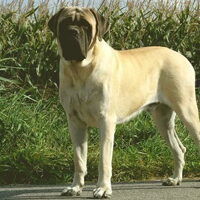 Foto 9 van een Old English Mastiff