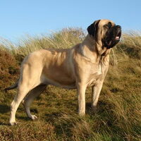 Foto 8 van een Old English Mastiff