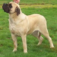 Foto 7 van een Old English Mastiff
