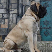 Foto 6 van een Old English Mastiff