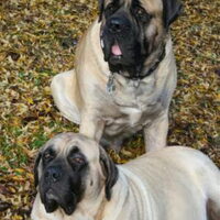 Foto 5 van een Old English Mastiff