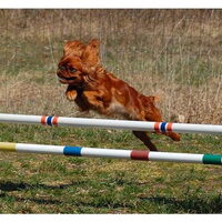Foto 6 van een King Charles Spaniel