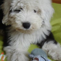 Foto 9 van een Old English Sheepdog