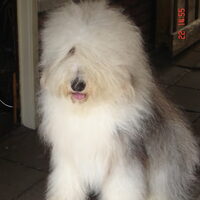 Foto 8 van een Old English Sheepdog
