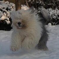 Foto 7 van een Old English Sheepdog