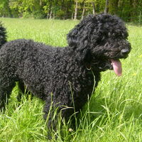 Foto 6 van een Perro de Agua Espagnõl