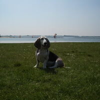 Foto 8 van een Basset Artesien Normand