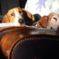Foto 7 van een Basset Artesien Normand