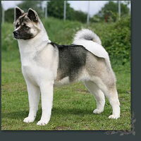 Foto 9 van een Great Japanese Dog