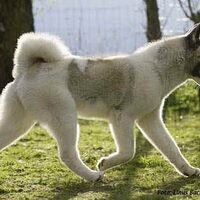 Foto 6 van een Great Japanese Dog
