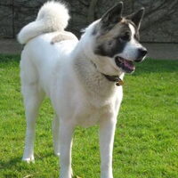 Foto 5 van een Great Japanese Dog