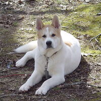 Foto 4 van een Great Japanese Dog