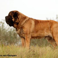 Foto 4 van een Old English Mastiff