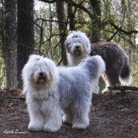 Foto 6 van een Old English Sheepdog
