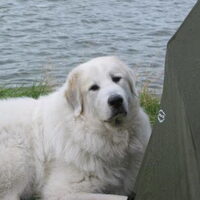 Foto 7 van een Pyrenese Berghond