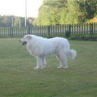 Foto 6 van een Pyrenese Berghond