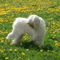 Foto 3 van een Zuid Russische Owcharka