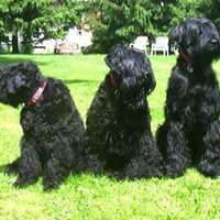 Foto 7 van een Zwarte Russische Terrier
