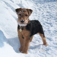 Foto 9 van een Welsh Terrier