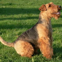 Foto 8 van een Welsh Terrier