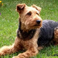 Foto 6 van een Welsh Terrier