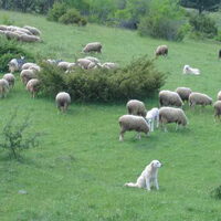 Foto 2 van een Berghond van de Maremmen en de Abruzzen