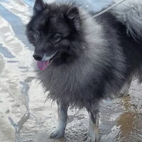 Foto 9 van een Keeshond, Grijze