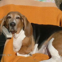 Foto 6 van een Basset Artesien Normand