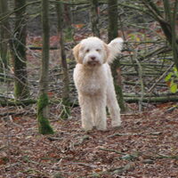 Foto 8 van een Lagotto Romagnolo