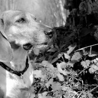 Foto 5 van een Basset Artesien Normand
