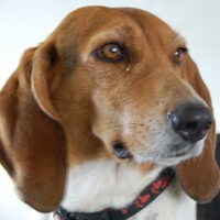 Foto 4 van een Basset Artesien Normand