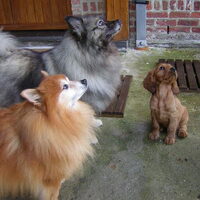 Foto 8 van een Keeshond, Grijze