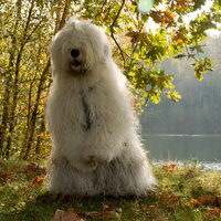 Foto 5 van een Old English Sheepdog