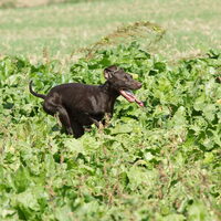 Foto 9 van een Duitse Staande Hond, Korthaar