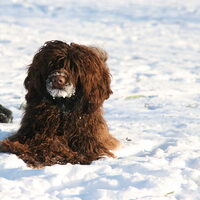 Foto 9 van een Portugese Waterhond
