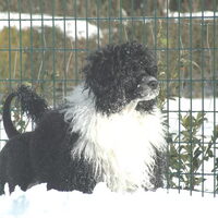 Foto 8 van een Portugese Waterhond