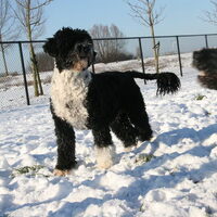 Foto 7 van een Portugese Waterhond