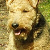Foto 5 van een Welsh Terrier